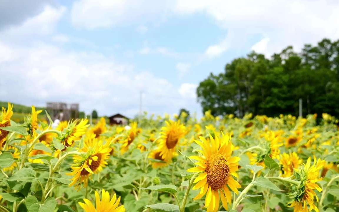 [图]20210812 guanyuhan426直播录像-稚内附近露营看流星雨