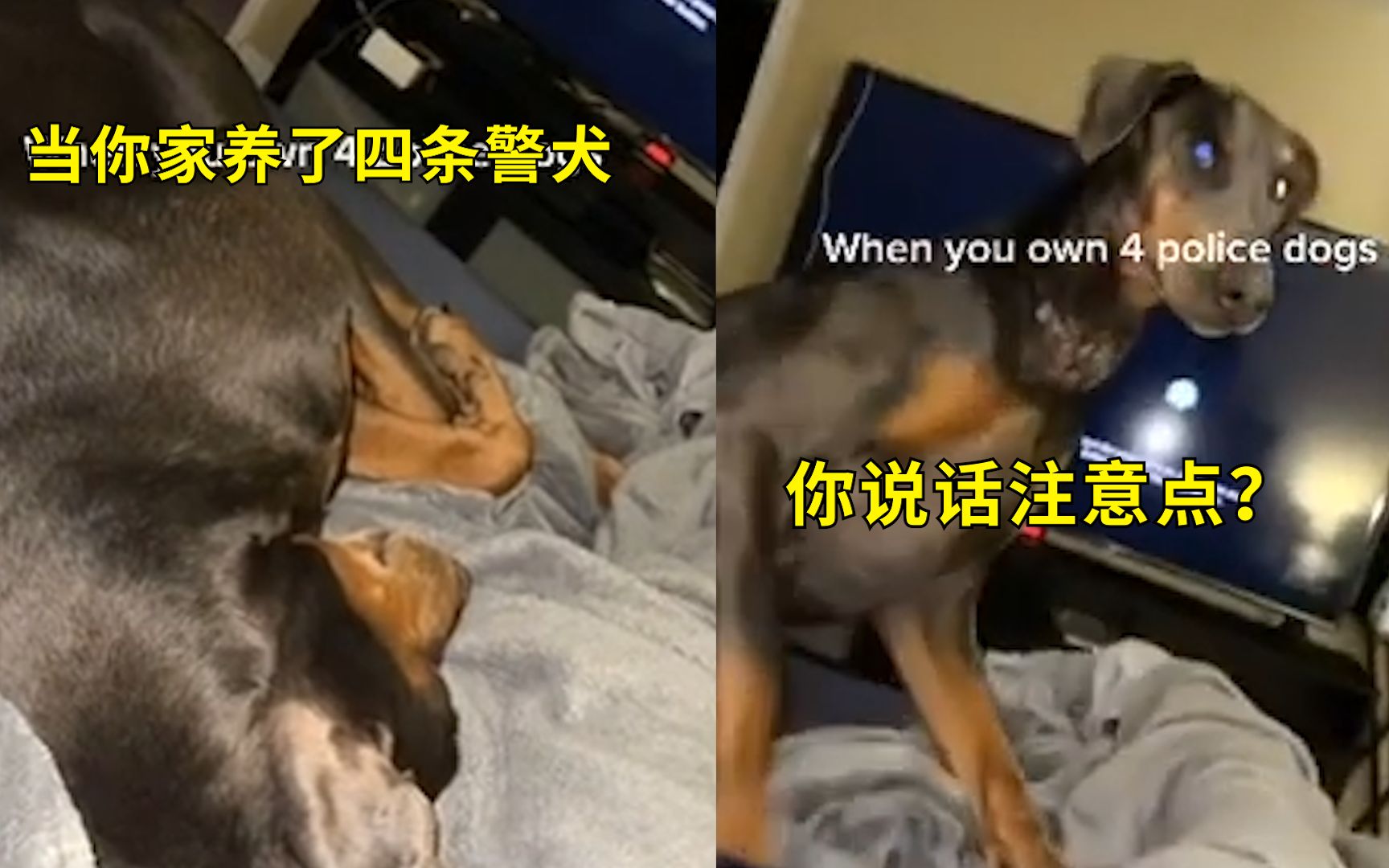 男子对警犬开玩笑,一个词令狗子瞬间警觉:你刚说什么?哔哩哔哩bilibili