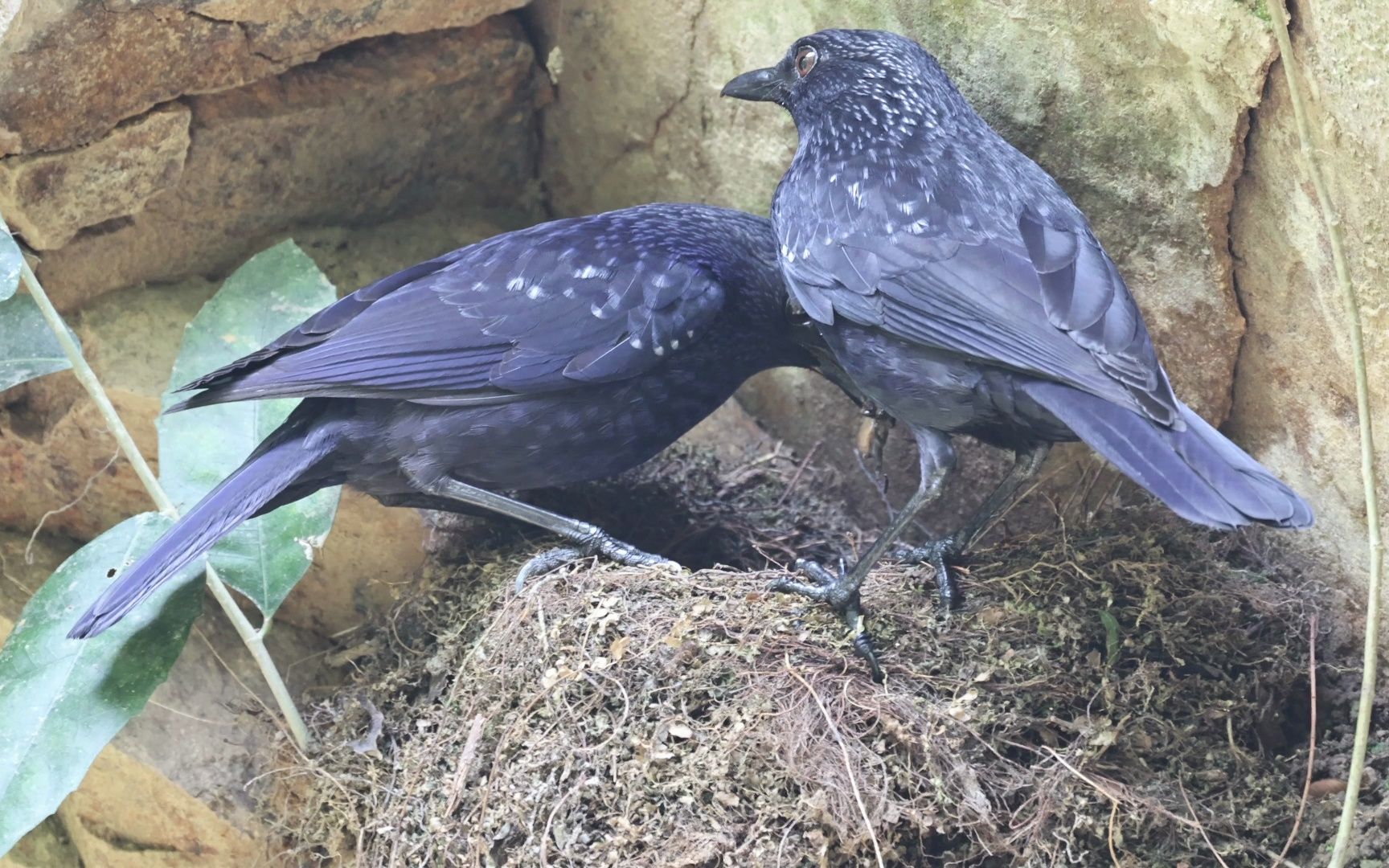 230415 紫啸鸫喂食幼鸟