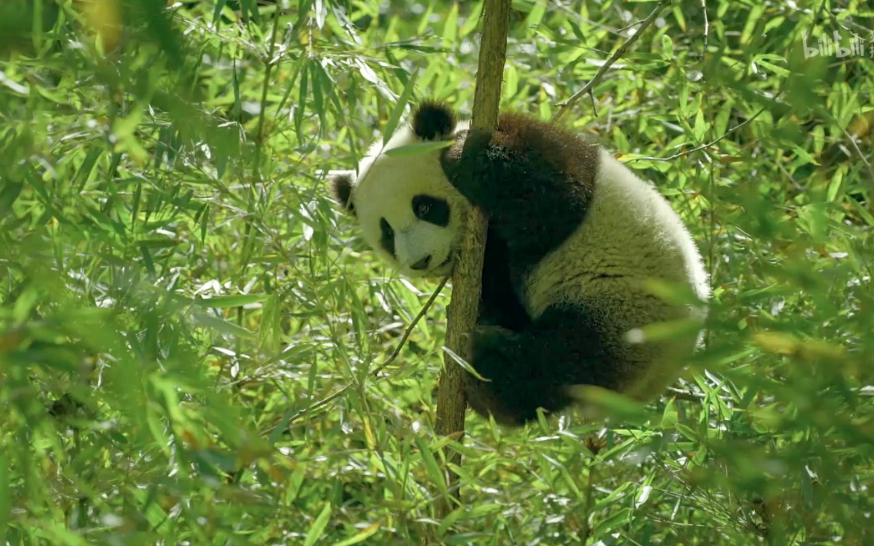 【搬运】小大熊猫学爬树----小树:我一个人扛起了所有