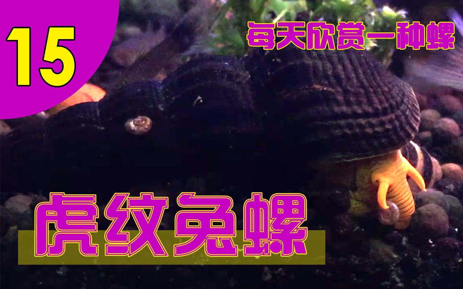 每天欣赏一种螺15虎纹兔螺外形像老虎性格像小猫