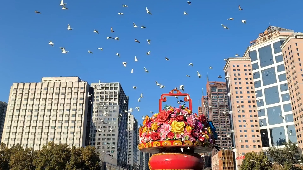 博物馆门前的鸽子
