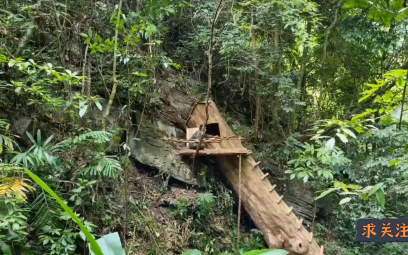 [图]用已经中空的千年古树，搭建一个小小临时庇护所