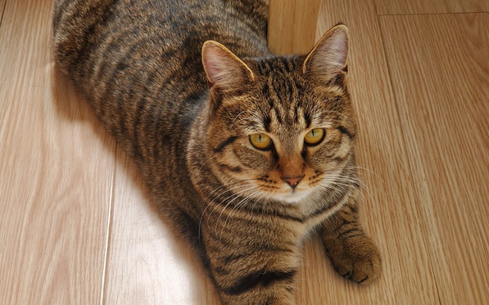 中华狸花猫两个长毛的海参日常互舔互咬互掐锁喉杀猫猫拳么么踹哈哈哈