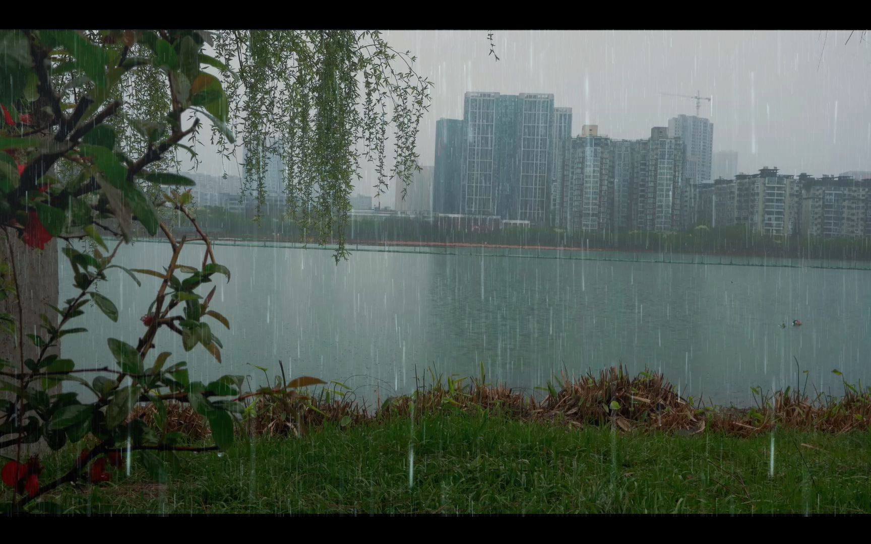 安靜的湖與對面忙碌的城市,聽雨靜心,平復睡前思緒的雨聲.