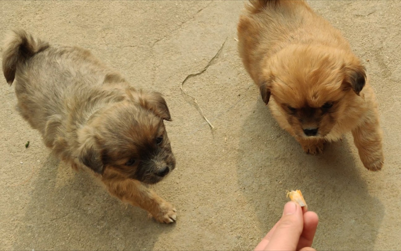 第一次喂小狗,很担心被咬