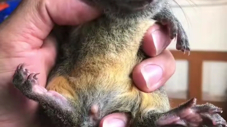 黄山松鼠幼崽肥的很