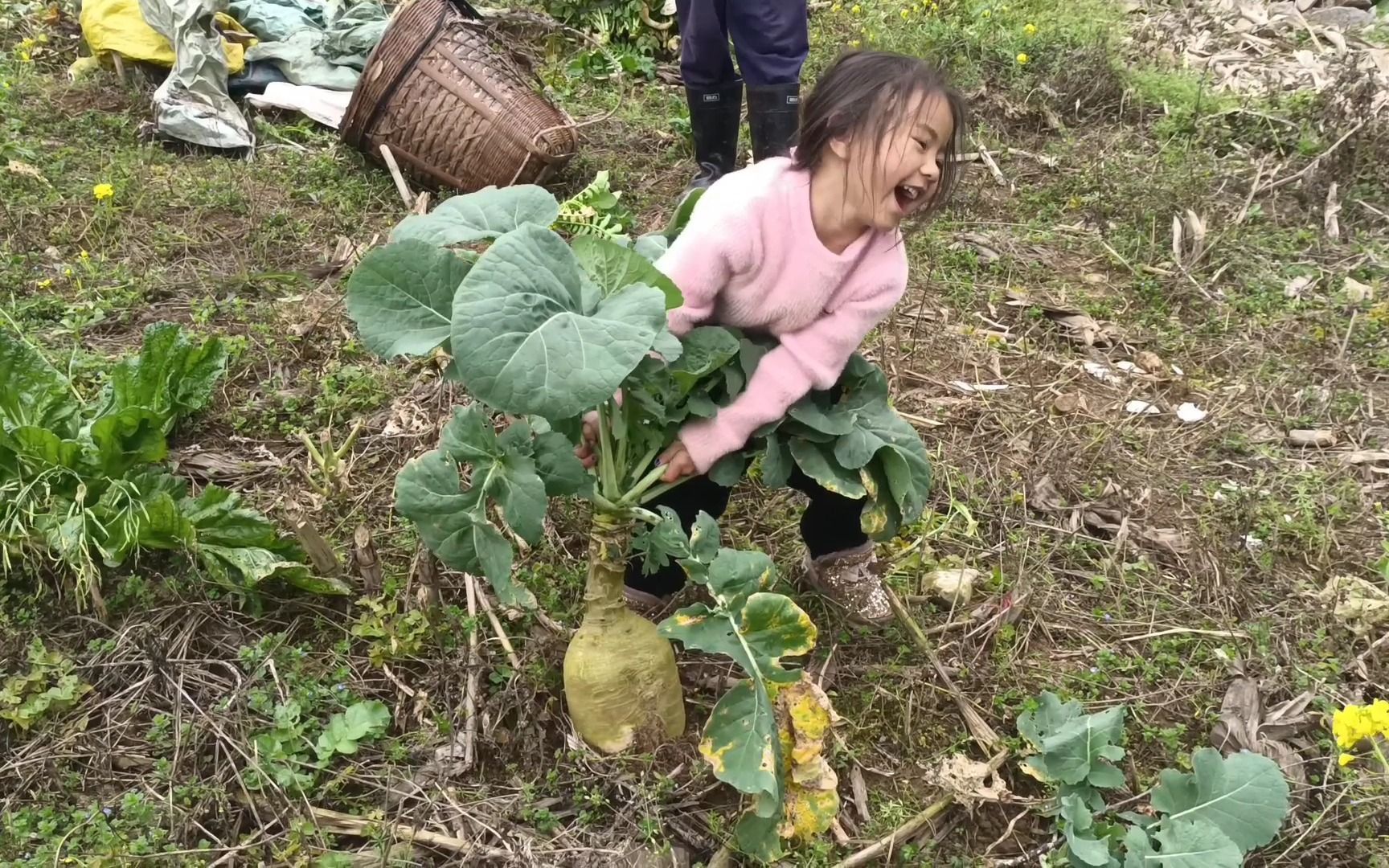 农村小姑娘拔萝卜,好大一颗萝卜,可爱!