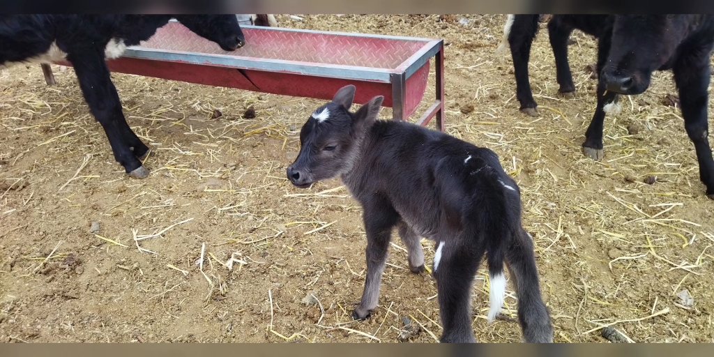 新疆帕米尔高原上可爱小牦牛