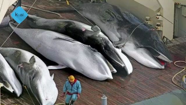 日本捕杀海豚现场画面_哔哩哔哩_bilibili