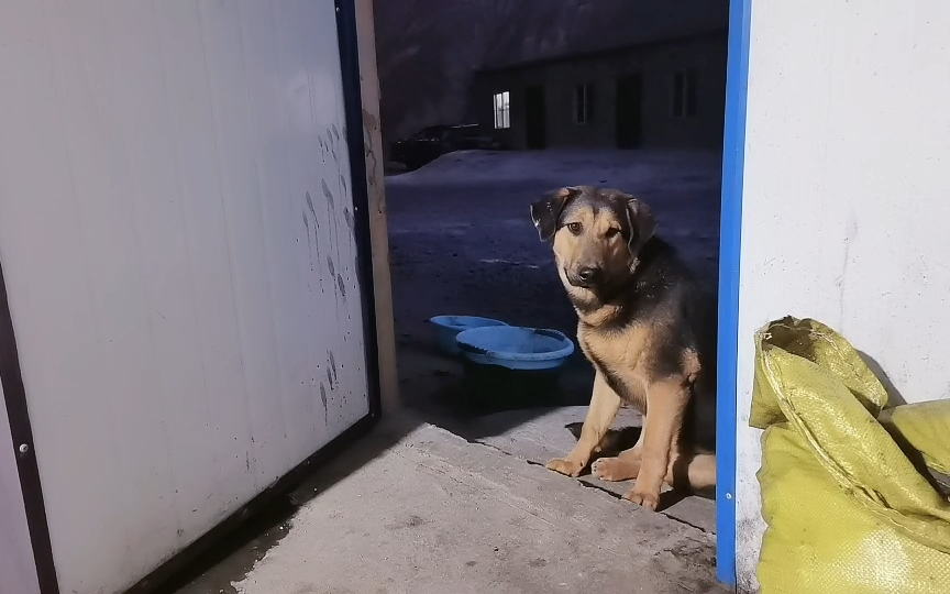 新的防咬项圈,还有老李的"八块腹鸡"【1030】隔壁老李的直播内容_哔哩