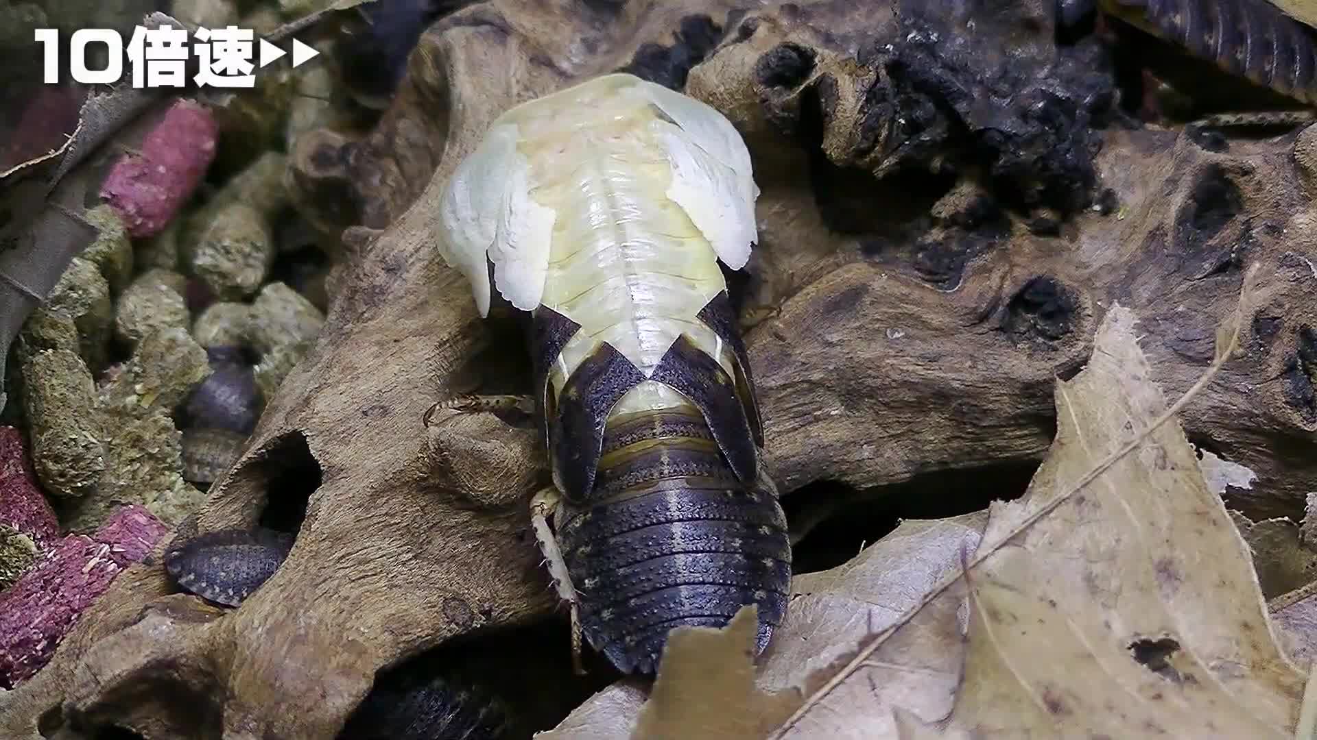 蟑螂蜕皮图片