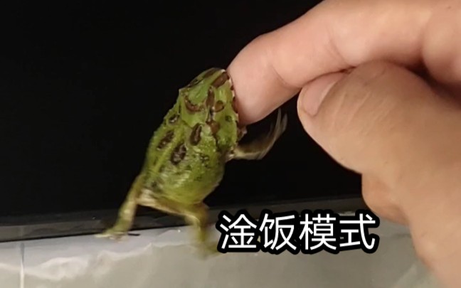 食人蛙