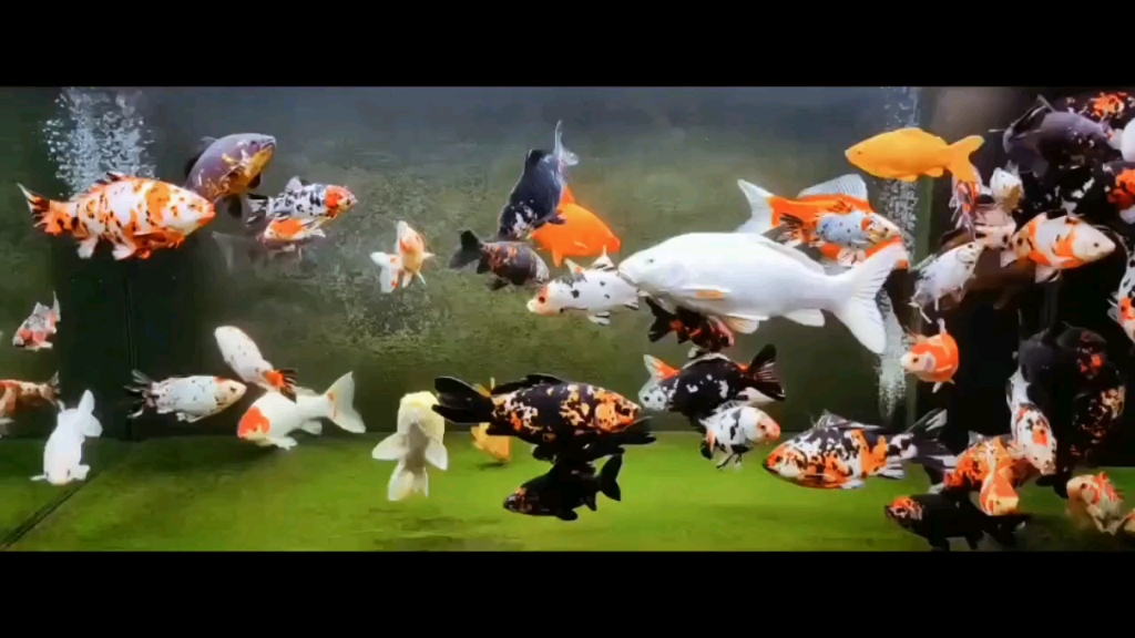 西安鱼友的顶级短尾草金鱼和单色鲤混养,超级羡慕了