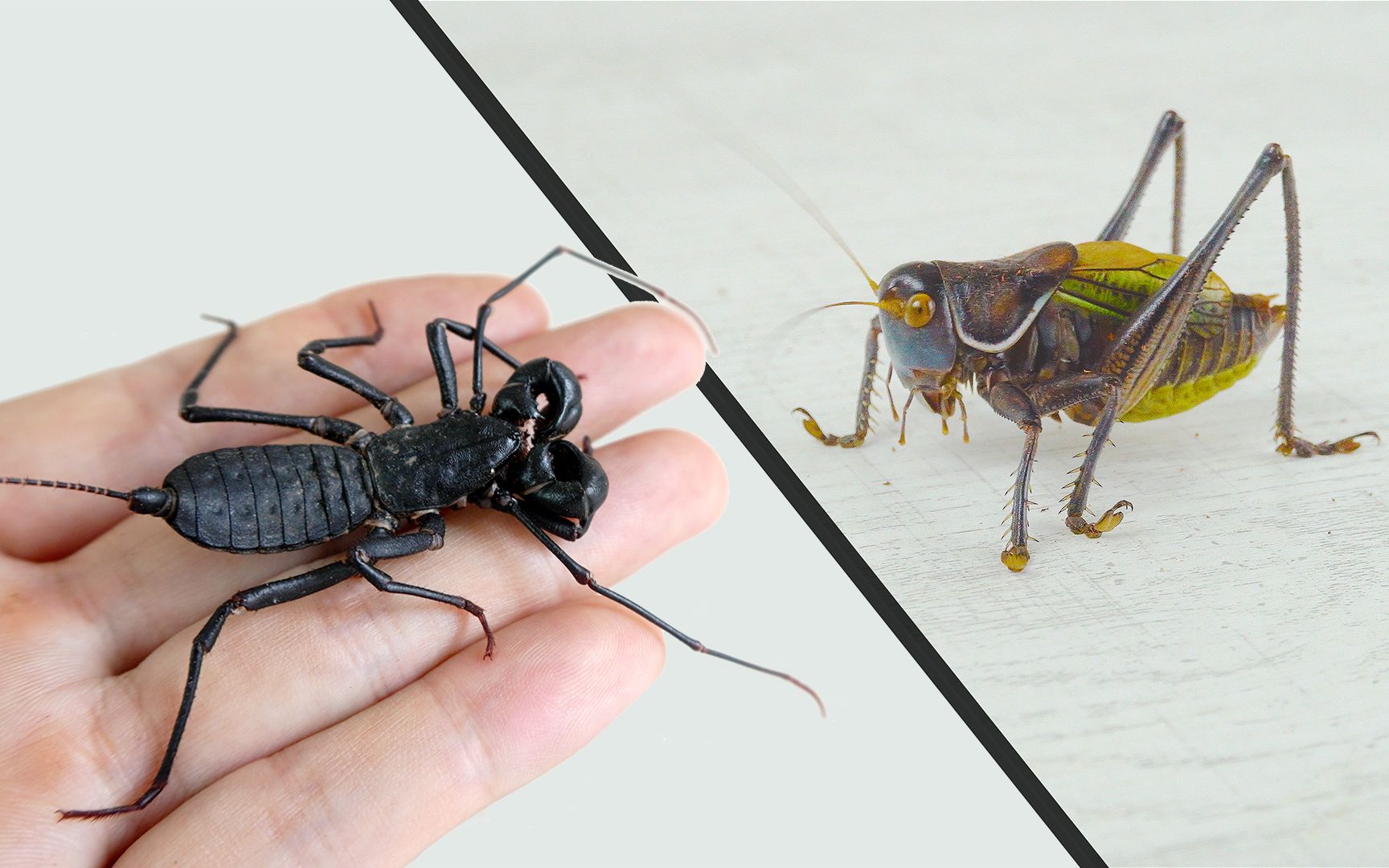 凶猛蝈蝈vs鞭蝎结局太奇怪了