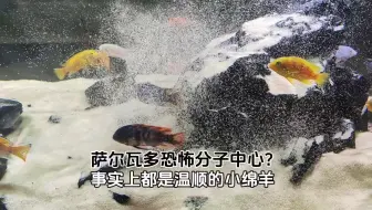 萨尔瓦多的恐怖分子中心？事实上是温顺的小绵羊 #三湖慈鲷