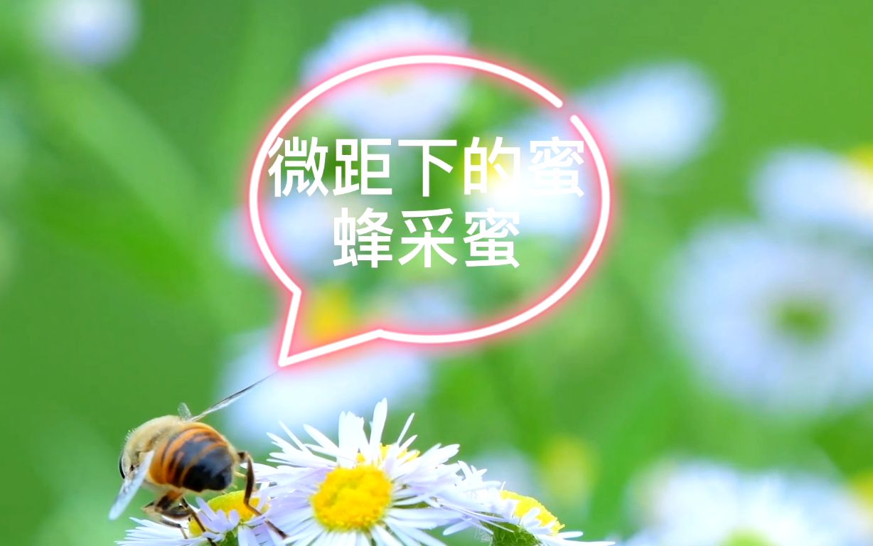 高清实拍:带你观察微距拍摄的蜜蜂采蜜哔哩哔哩bilibili