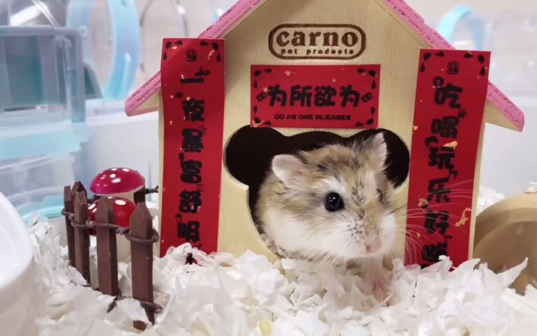 仓鼠马达窝的造景vol0012021本小可爱带着对联登场啦