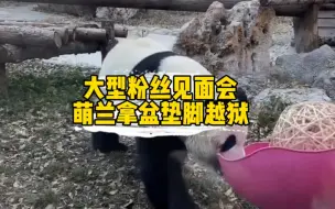 Descargar video: 天呐！萌兰又要火了！么么儿为了见粉丝，拿盆垫脚准备越狱！完整版