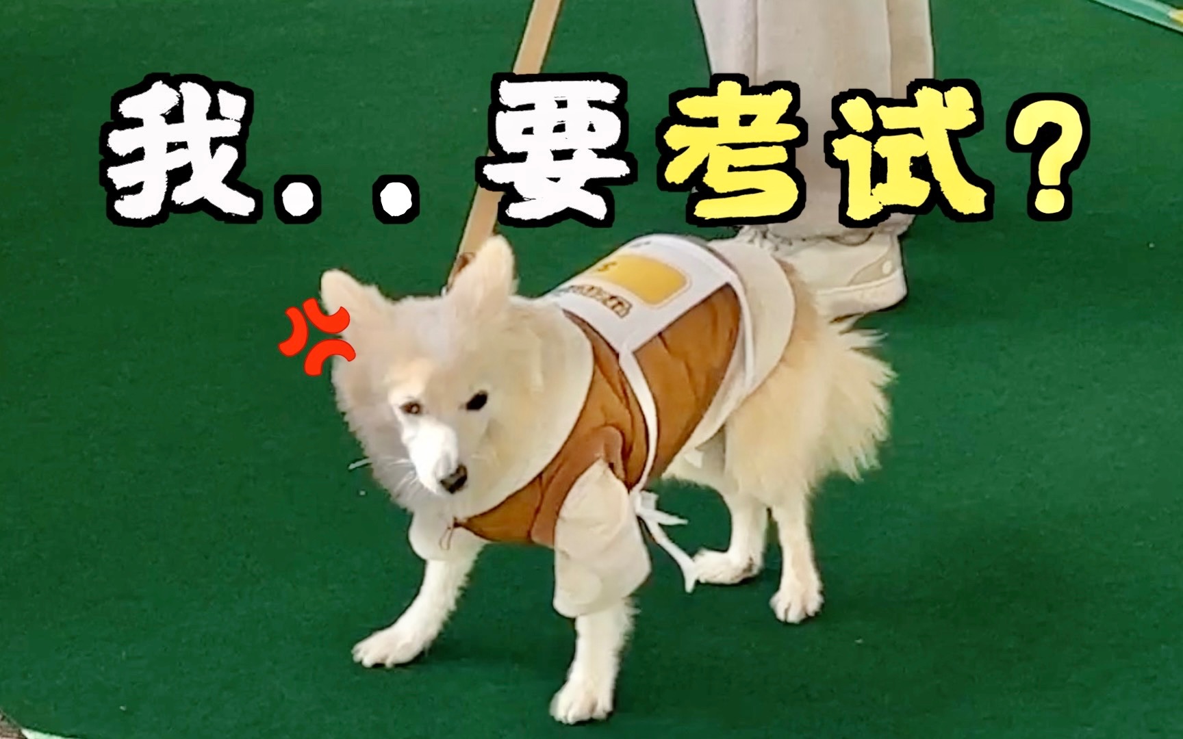 参加首尔的狗狗考试