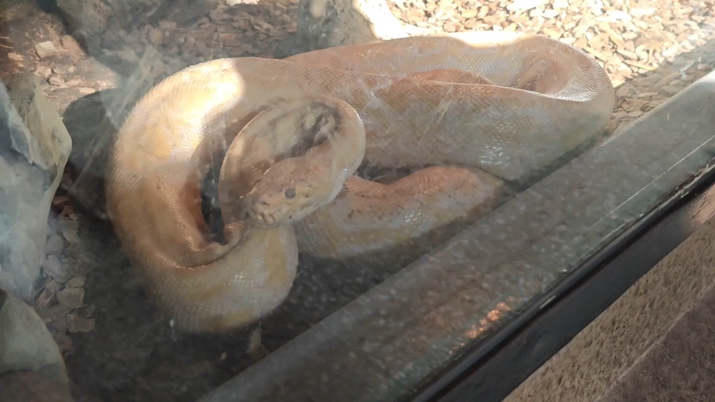 北京动物园的白化缅甸蟒(黄金蟒)