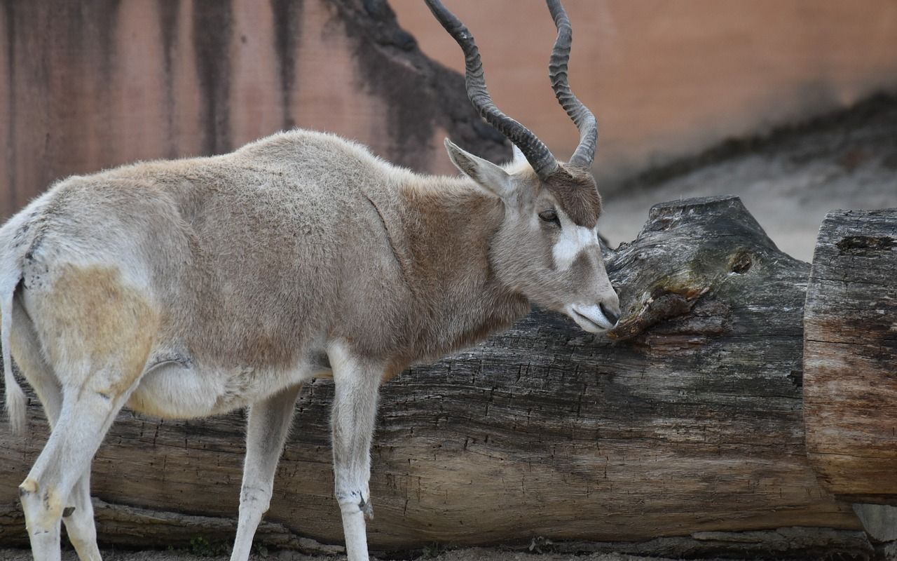 【动物园之星】白非洲的白精灵