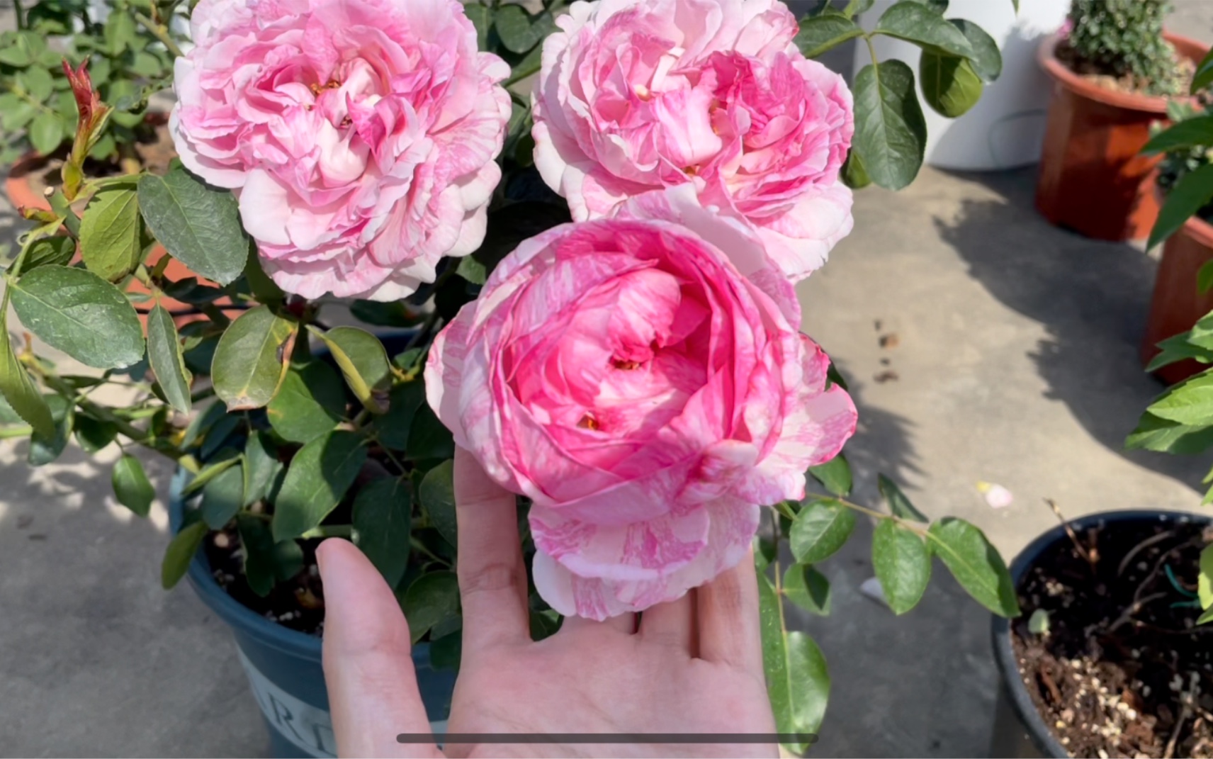 【广东月季秋花2·粉色系】粉天方,四度芳香,伊芙飞溅,佩尔朱克_哔哩