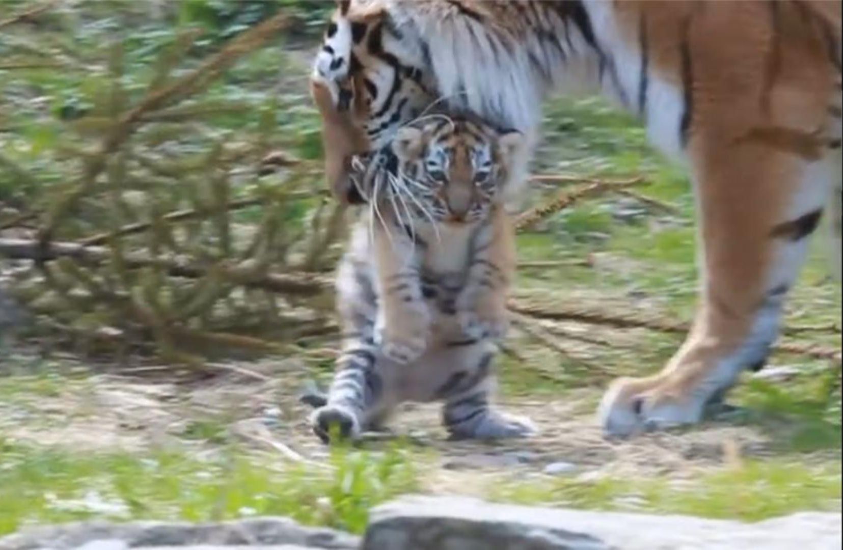 虎妈嫌小老虎走路慢,一口将小老虎叼走,虎崽子:本虎不要面子的嘛