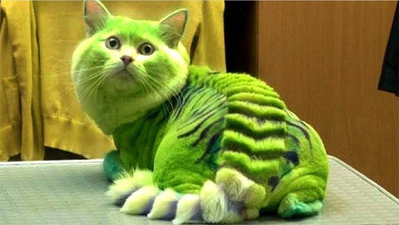 5种世界上最稀有的猫!浑身绿色的猫咪,引领喵星界的时尚浪潮