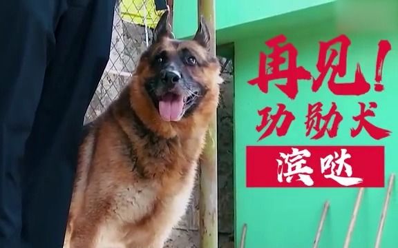 泪目！缉毒功勋犬“滨哒”离世 民警送别无言的战友！