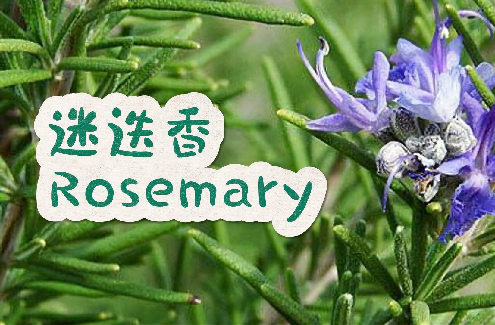 迷迭香入门指南