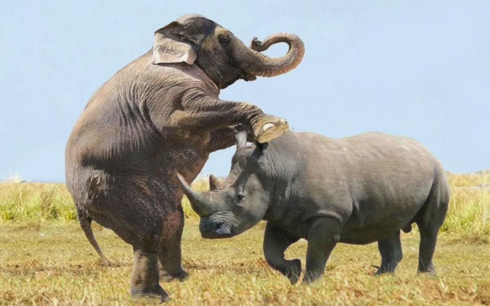 犀牛挑衅大象惨遭拿捏