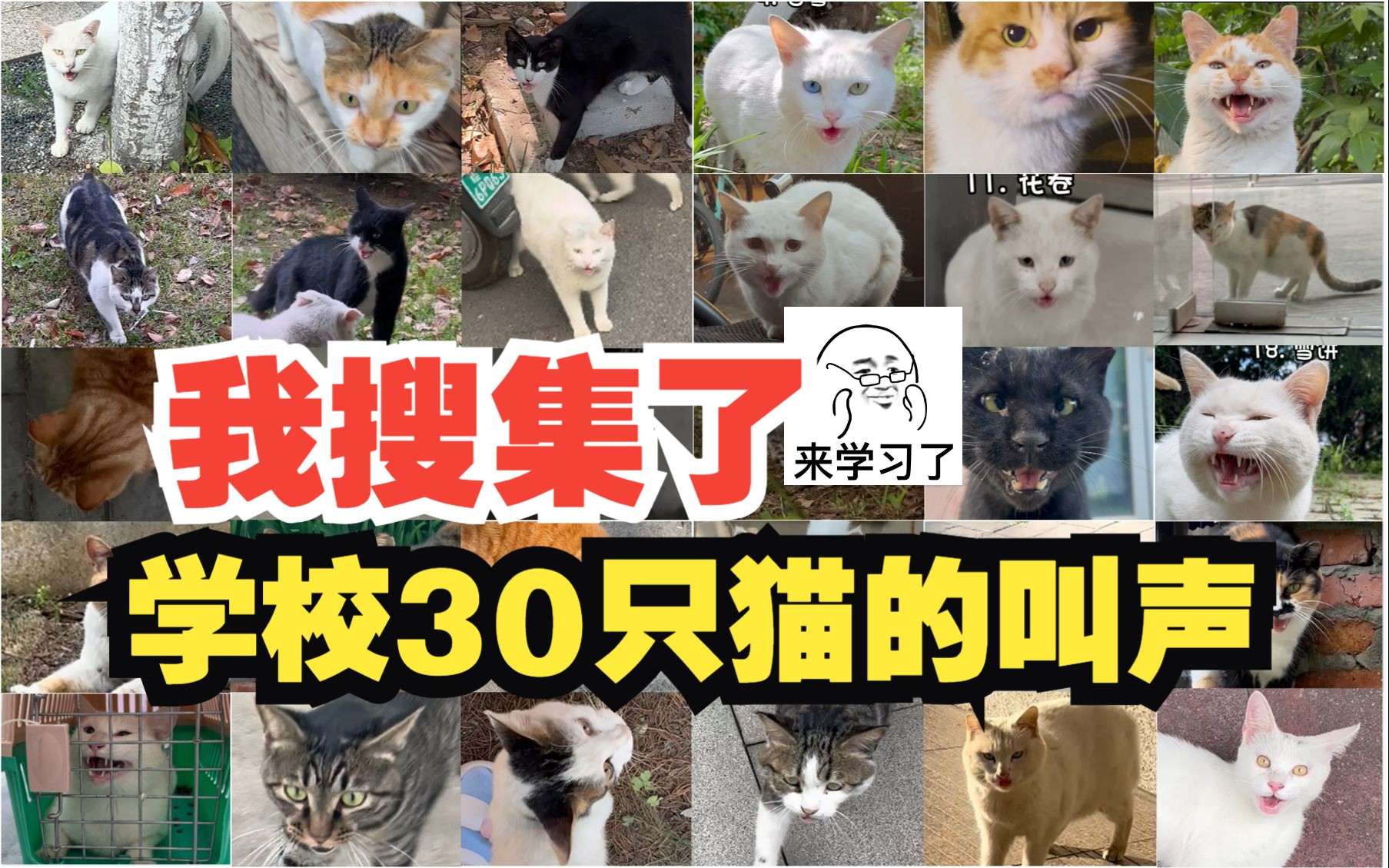 [图]听 取 喵 声 一 片， 让 您 学 会 猫 叫