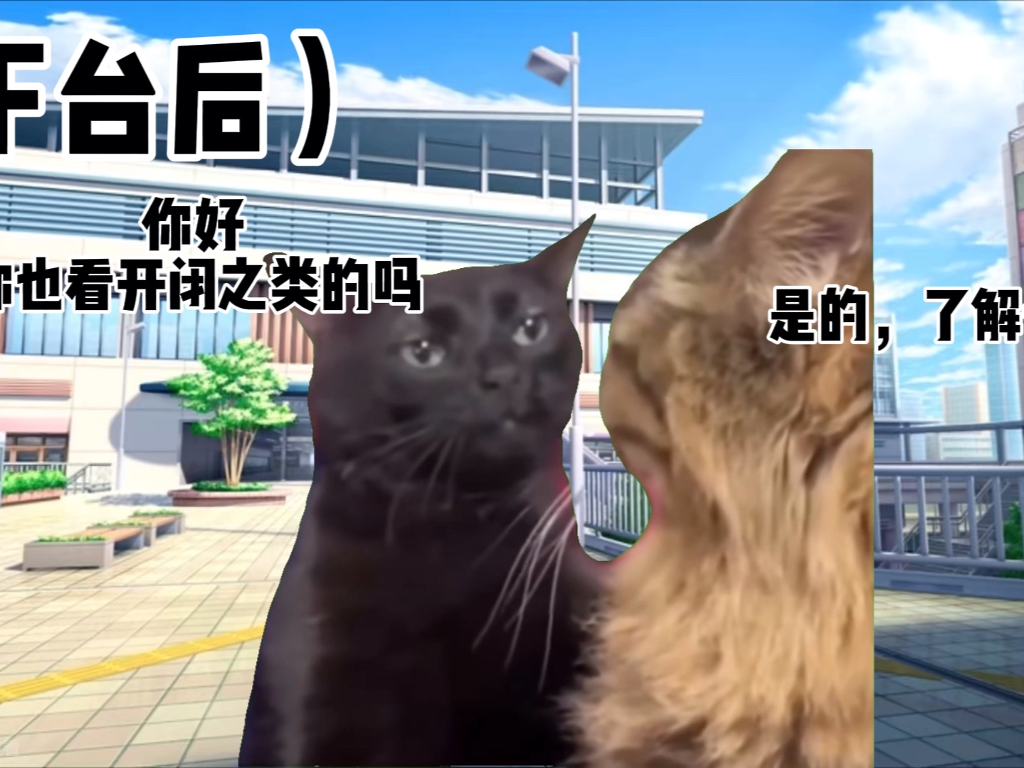 [图]【猫meme】关于十八线小城市的地下偶像是怎么和现在的队友发展起来的「梨猫视角篇」