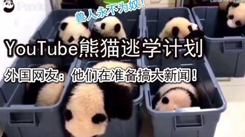 Youtube 熊猫爆笑逃学计划 外国网友 这就像逃课失败的我 太萌了 海外评论 哔哩哔哩 Youtube 熊猫爆笑逃学计划 外国网友 这就像逃课失败的我 太萌了 海外评论 哔哩哔哩