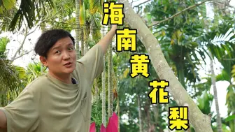 Download Video: 【水果猎人】鉴定海南的“老生常谈树”，什么树价值几百万？！