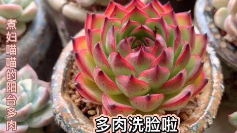 这个夏天不好过啊 农家院里每天都唱芭比q 地栽多肉能度夏吗 哔哩哔哩 Bilibili