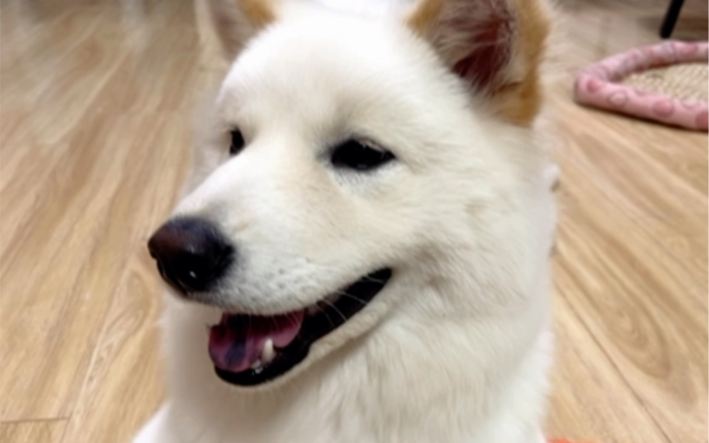 白土松,从小美到大的中华田园犬