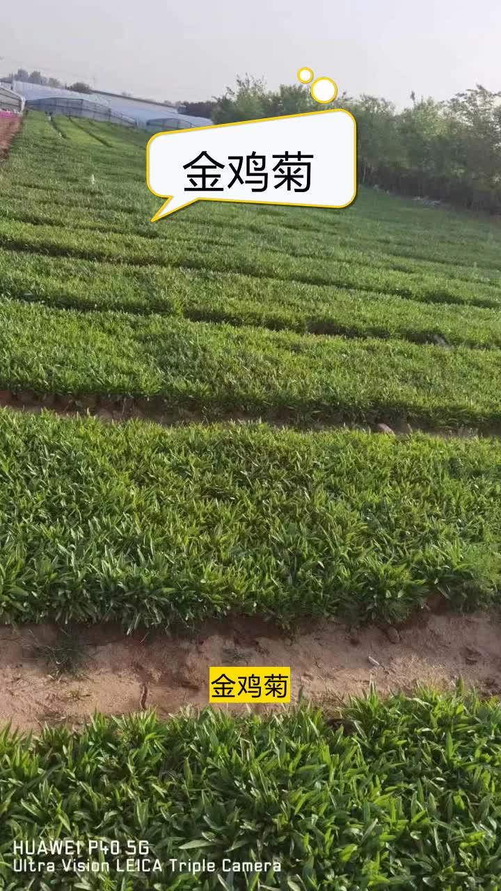 金鸡菊种植方法,丰富草花阵容,色彩斑斓,绿意盎然的生态选择.保证颜色鲜艳,生机勃勃.欢迎联系 #浙江金鸡菊种子 #江西金鸡菊价格 #河北金鸡菊种...