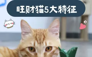 Télécharger la video: 自己上门的猫千万别赶走，它们能给你带来好运！