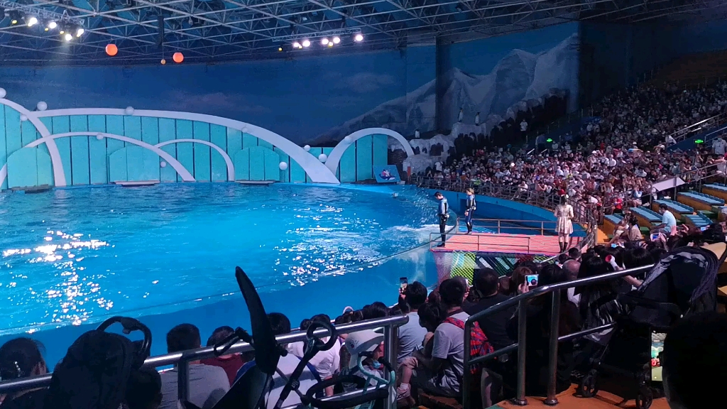 青岛极地海洋馆表演 白鲸 海豚