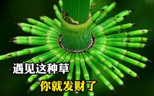 Télécharger la video: 遇见这种草，你就发财了