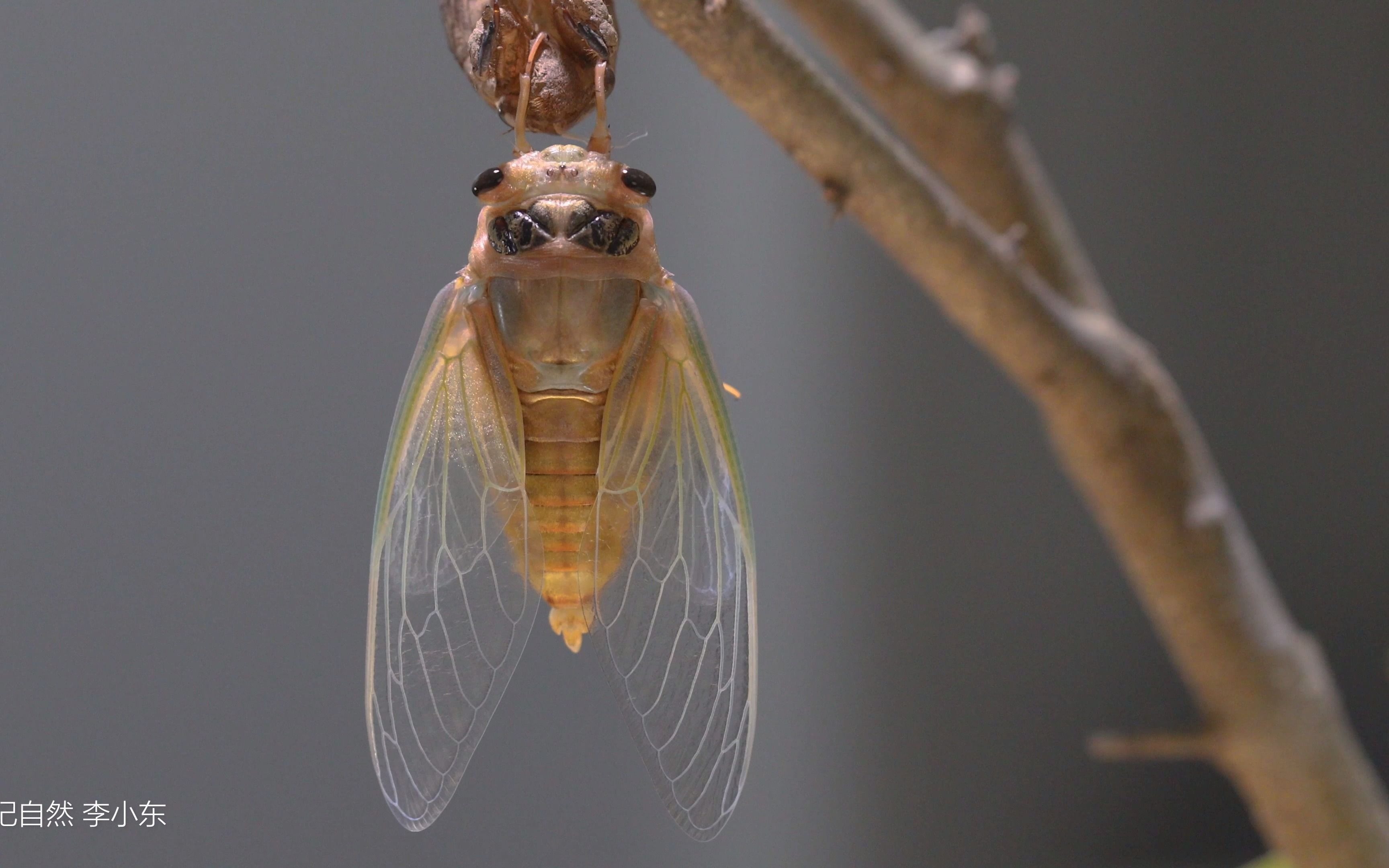 黑蚱蝉完整羽化过程