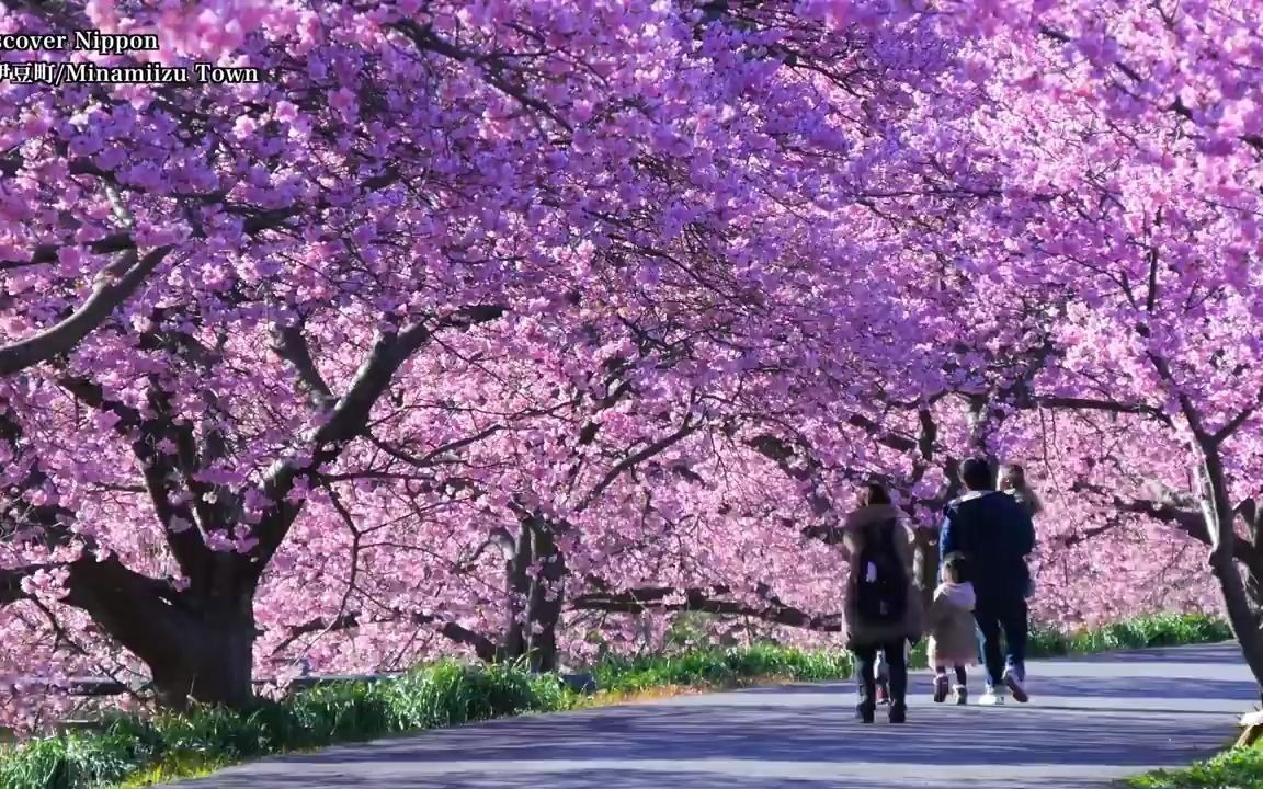 樱花美景欣赏,动漫场景哔哩哔哩bilibili