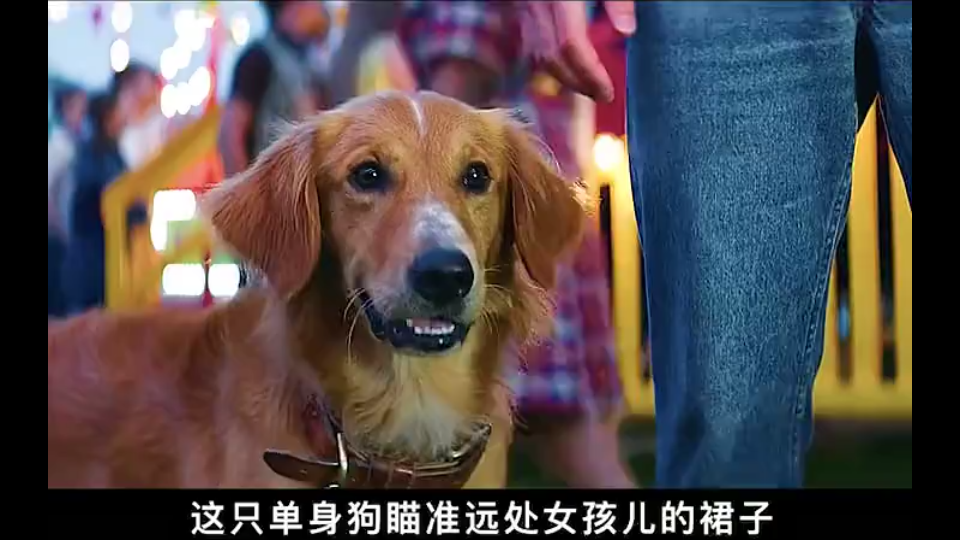 一条狗的使命哔哩哔哩bilibili