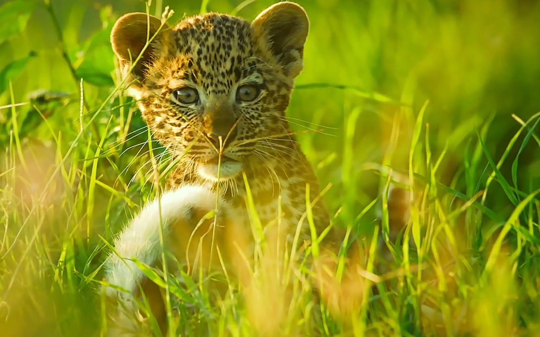 小花豹被鬣狗追,情急之下只得上树,幸好狗不会上树