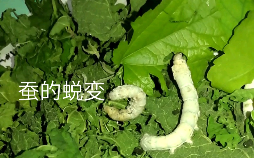 蚕的蜕变!哔哩哔哩bilibili