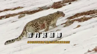 怀孕的母雪豹，来到喜马拉雅山脉的陌生区域产下两只幼崽