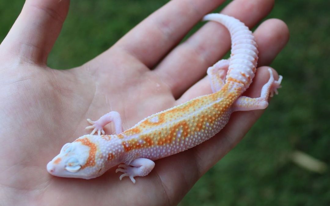 【毫升】细说豹纹守宫的白黄基因丨好看但不协调是真的吗