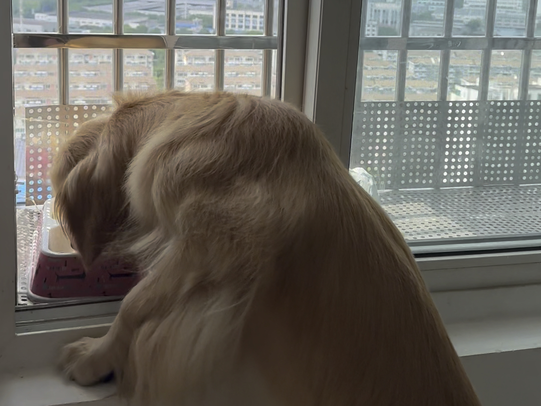 狗狗碎碎的大金毛